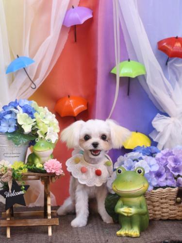 20230628ミコトちゃん